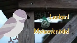 Wir machen Meisenknödel für Monika die Meise // Natur Nah!