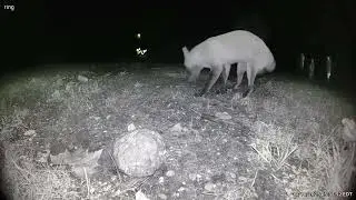 Fox Files a Complaint About the Mess | Backyard Wildlife Cam