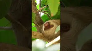 Meet the Sloth: Nature&rsquo;s Slow and Steady Survivor