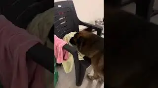 Hide and Seek | C I D Arjun | German Shepherd 