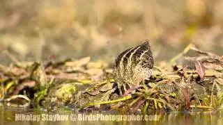 БЕКАСИНА (GALLINAGO GALLINAGO)