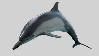 CGI 3D Animated Dolphin in Blender | Rigged and Animated