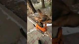 Спешим🥰 #лакки #братва#холодно#мороз#