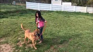 Reactive/ dogs  with stranger aggression and kids -  will it work?
