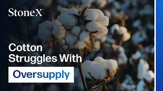 Cotton Market Faces Surplus Risks as India Adjusts Policy