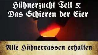 Zucht alter Hühnerrassen - Teil 5: Das Schieren der Bruteier an Tag 7, 14 und 17