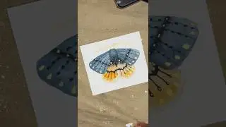 Day 14 ~ January watercolor+ink moth study ~ #insects #moth #mothchallenge #watercolor
