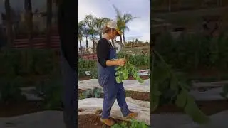 Tour this THRIVING garden in the middle of winter