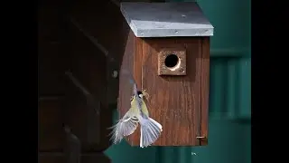 Kohlmeise Nestbau im Fr&uuml;hling