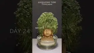 Growing chia seeds with buddha statuetimelapse #garden #amazingtimelapse#gardening
