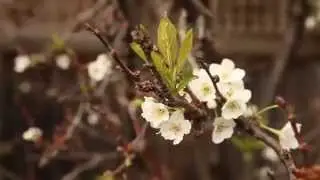 Lindsey Jones, Aesthetic Pruner - Day In The Life