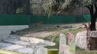 Zoo AdventureNewYearAdventure#ToddlerMoments #FirstTimeExperience#shorts#ytshorts#2026#trending#new 