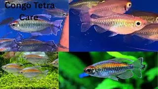 Congo Tetra Care - Day 24 of fishmas