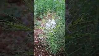 Amsonia Hubrichti o estrella azul de arcanza