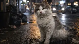 捨てられたの…？毛玉だらけのノルウェージャンフォレストキャットを保護しました。