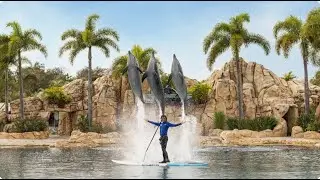 Dolphin Show at Sea World Gold Coast | Incredible Live Performance (4K)