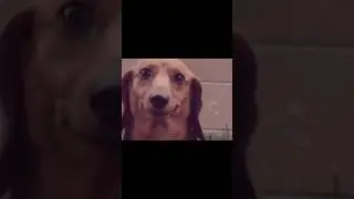 Try not to laugh funny videos with Gifs #5. #shorts