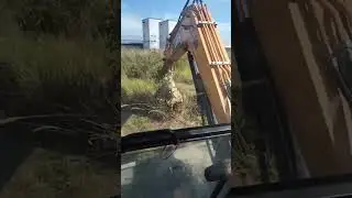 Экскаватор, удаляющий гнездо шершней, пошёл не по плану.. 😬