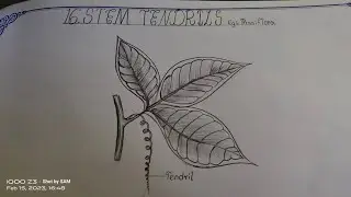 Drawing STEM TENDRILS//#possiflora @The_LefthandedArtist #botany #record
