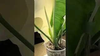 Half moon leaf Monstera Mint NoID growth time lapse 19 days #planttimelapse #houseplants #rareplants