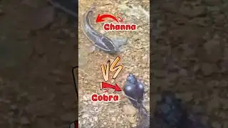 Kocak Parah! Channa Ini Aktingnya Lebih Hebat dari Sinetron! 😂🎬 #ikan #channa #gabus #shorts