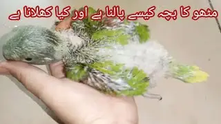 How to feed baby parrot with syringe| maine liya pahari mithu ka bacha
