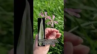 Pflanzen-R&auml;tsel Nr. 33 - noch schnell bevor sie ganz verbl&uuml;ht ist! 😄🥰