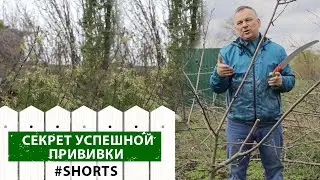 В чем секрет успеха? Перепрививка плодовых деревьев #shorts