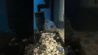 Flowerhorne and Cleaning Aquarium Glass
