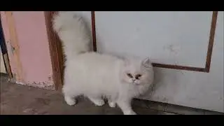 Semi Punch Persian Cat