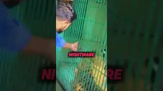 He Tried to Tease a Tiger and Instantly Regretted It