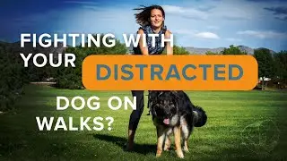 Dog Distracted On Walks? 5 Solutions