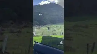 Maori guy catches sheep in gumboots... sooo funny 😆