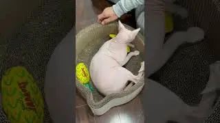 Sphynx cat is catnipped up and playing with his dad!