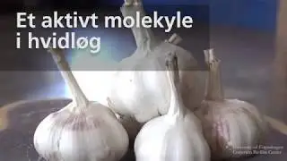 Hvidl&oslash;g kan bek&aelig;mpe kronisk infektion
