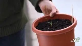 Keep your plants growing outside in the winter using a cold frame!