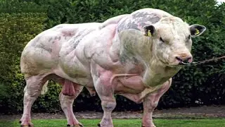 14 Animale HIBRIDE Incredibile
