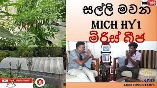 MICH HY1 මිරිස් බීජ නිෂ්පාදනය / Hybrid SEED CHILLI (MICH HY1) Production in Polytunnels