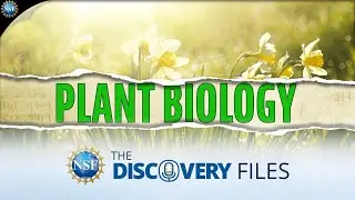 How do plants reflect light? #plants