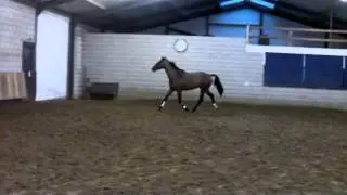 Springpaard te koop