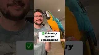Solving Step Up Biting with Parrots #birds #care