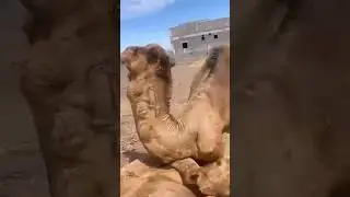 Camel#cartoon #cat #cooking #yt #youtube #youtubeshorts #ytshorts #youtubevideo#cow  #comedyvideo