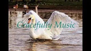 Swans gracefully gliding through the water