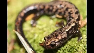 Herping Southwestern Virginia