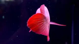 Amazing Fish in the deep sea #fish #fishing | United Trends Network #kidsvideo