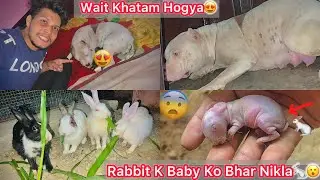 Jora K Puppies Ki Vjah Se Pure Raat Jagna Pda😨First Time Puppy Newborn😍|| Rabbit Ka Ek Din Ka Baby🐇😍