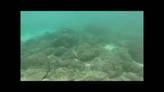Laniakea Beach. Oahu, Hawaii 10 Jun 2021