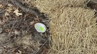 Somebody trying to poison cats at Akron mobile home community?