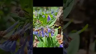 View Beautiful Fields of Blue Bells on a Virtual Walk with Retired Lady Hiker 2025 Winged Deer Park