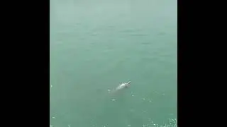 Dolphin running with us #Dolphin #Indianocan #jamnagar #gujarat #selling time